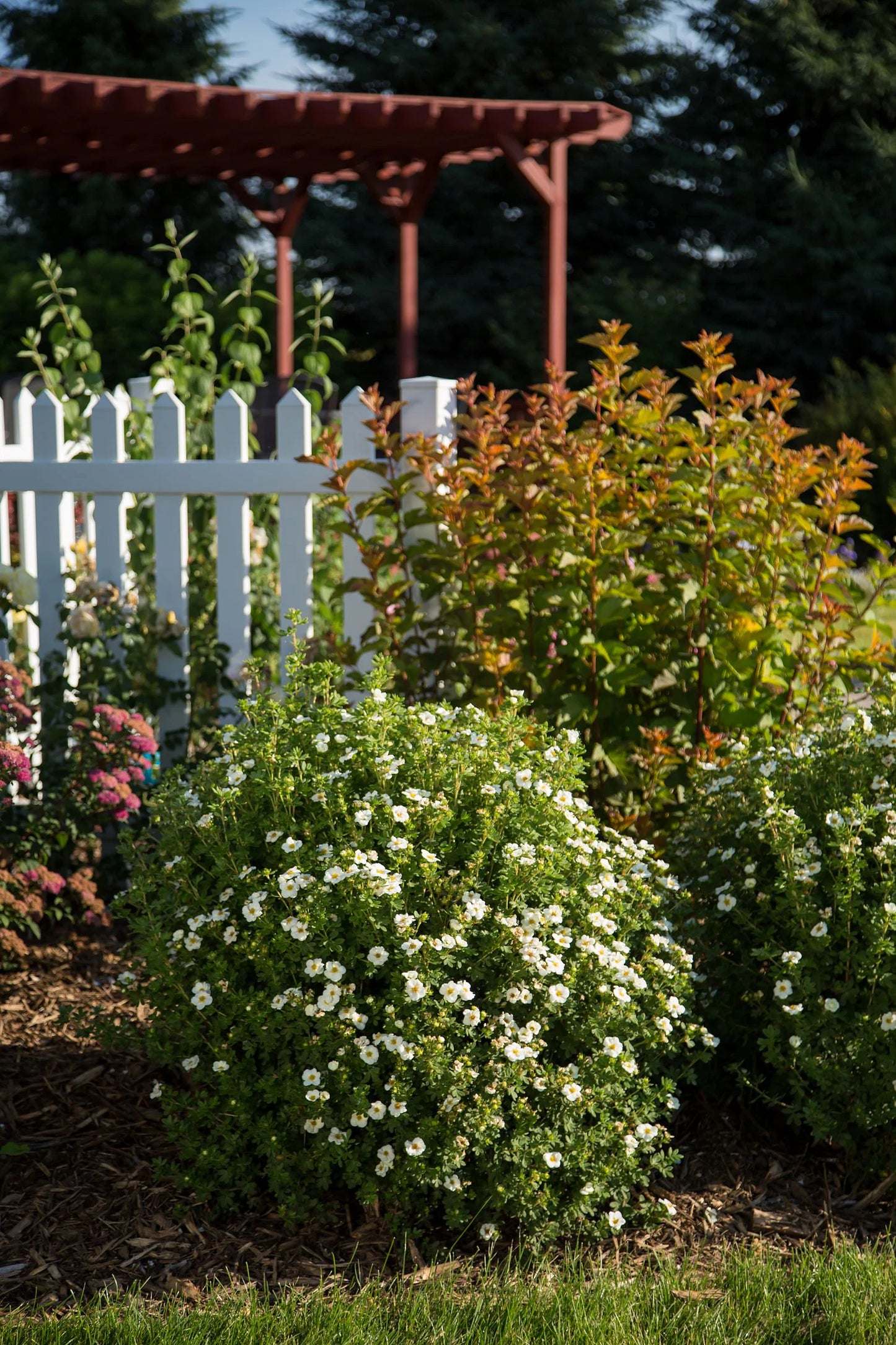 CREME BRULEE POTENTILLA 3gal