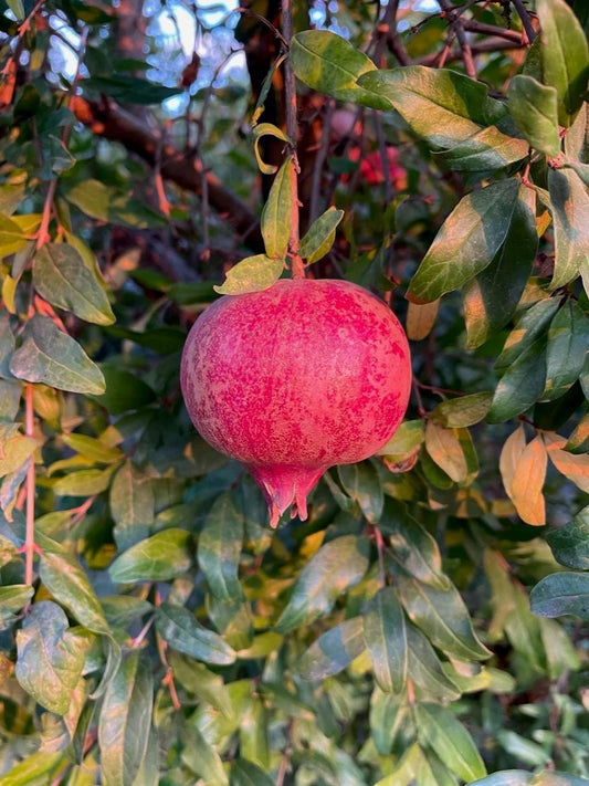 ANGEL RED POMEGRANATE 2gal
