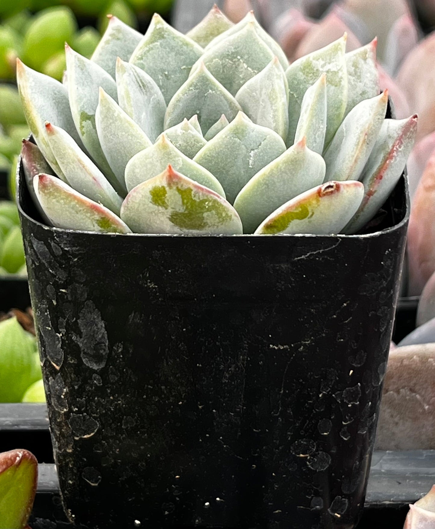 White Rose Echeveria