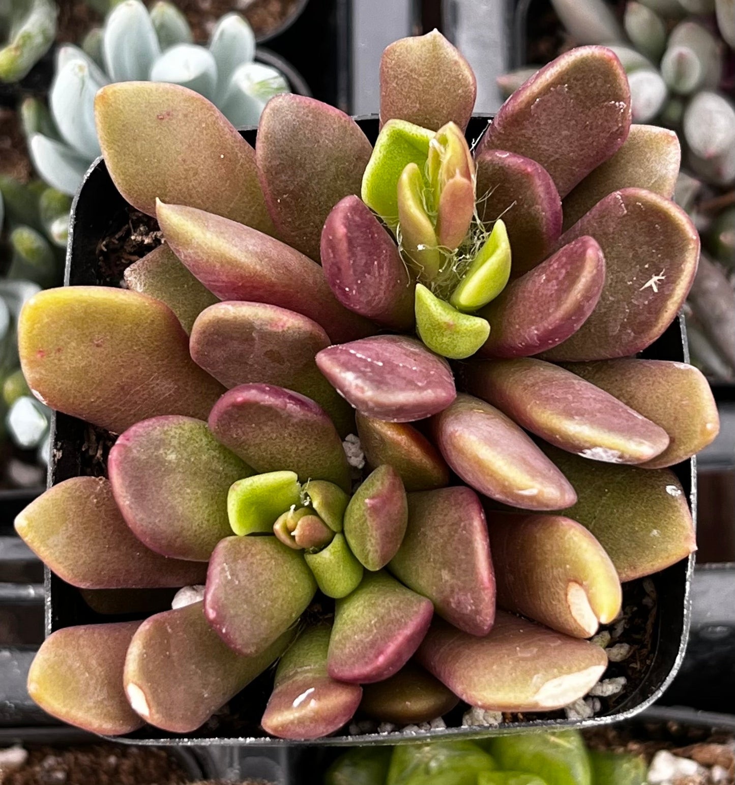 Purple Anacampseros