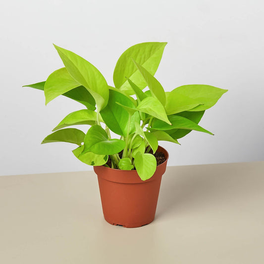 Pothos 'Neon'
