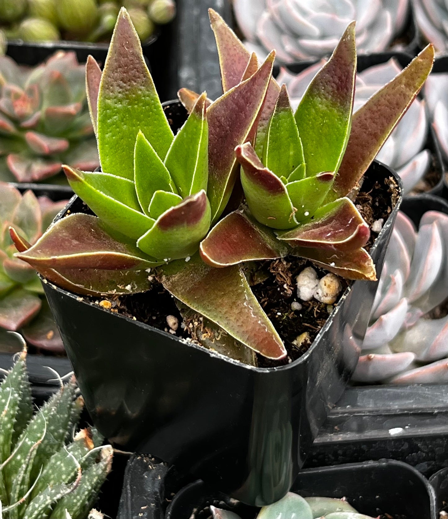 Red Pagoda Crassula