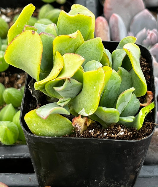 Ruffle Jade