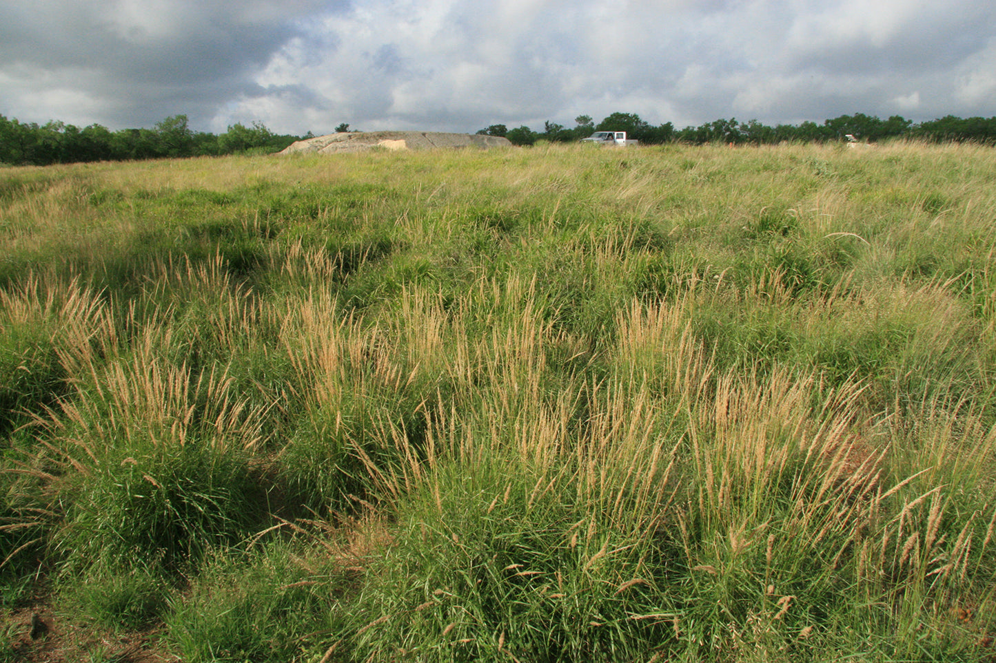 NATIVE REVEGETATION GRASS SEED