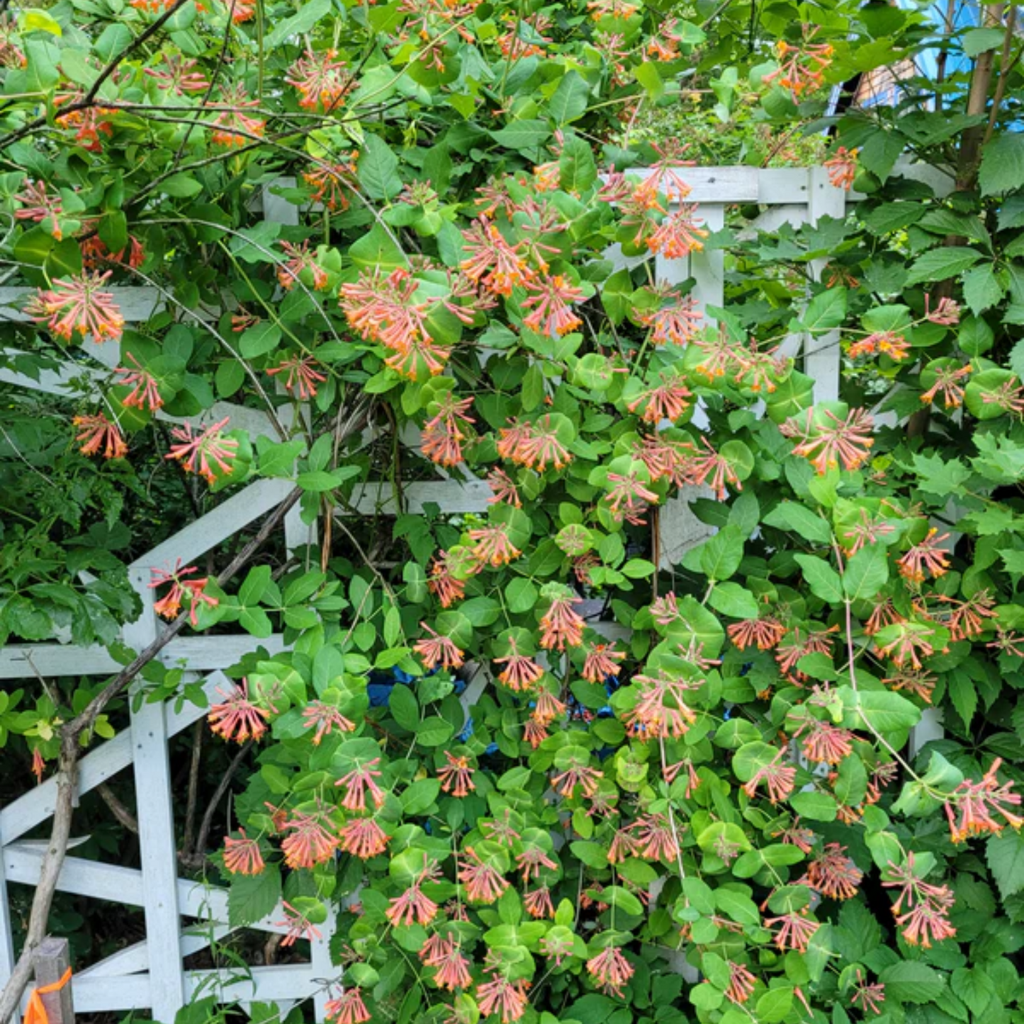 DROPMORE SCARLET HONEYSUCKLE 2gal