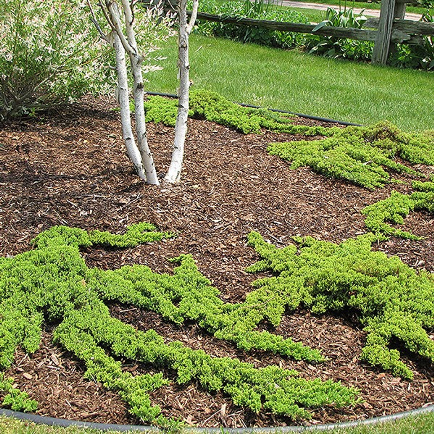JAPANESE GARDEN JUNIPER 2gal