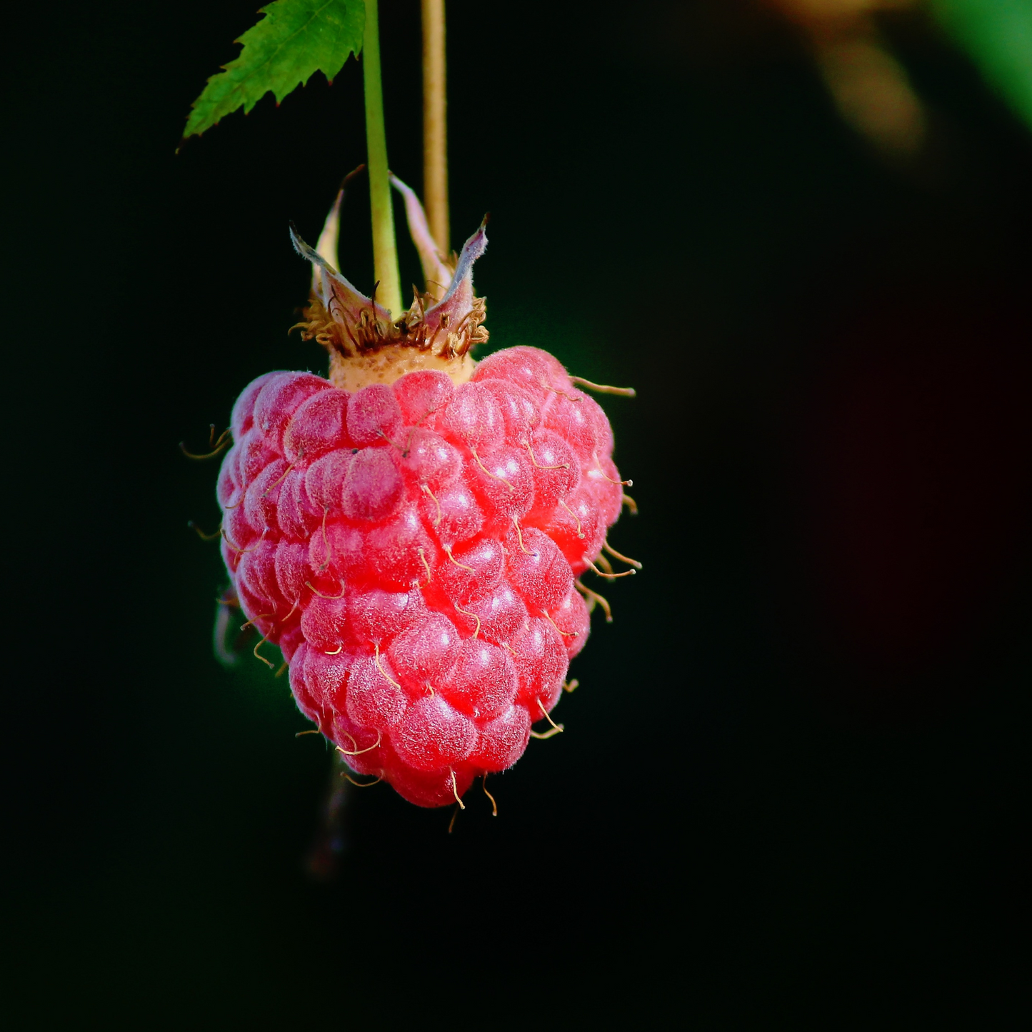 SUPERLICIOUS RASPBERRY 2gal