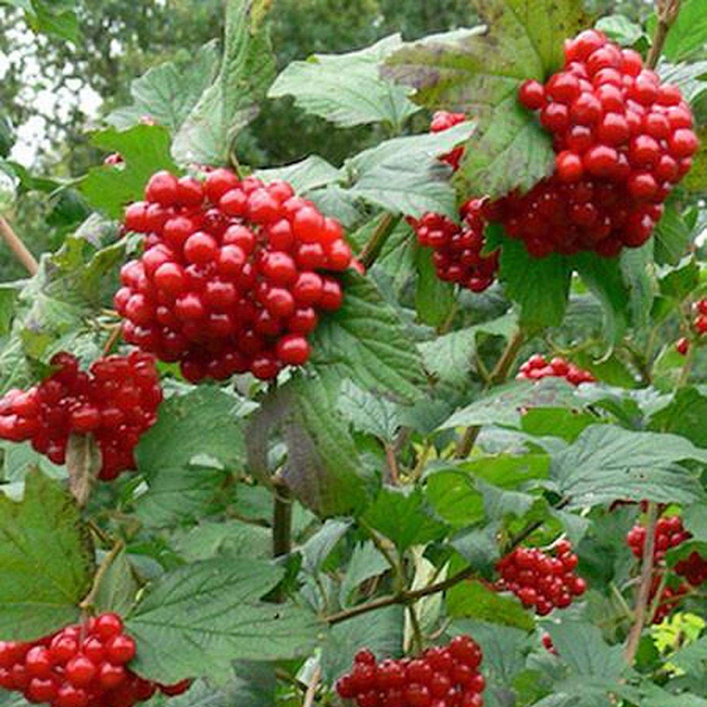 CRANBERRY BUSH VIBURNUM 2gal