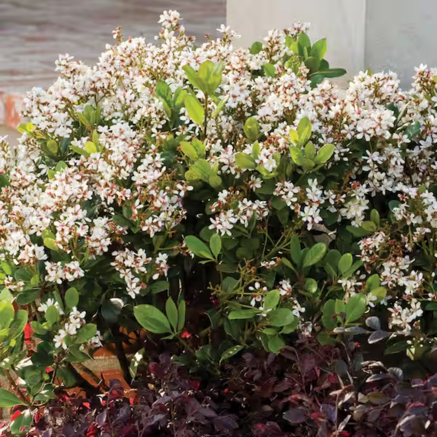 GEORGIA PETITE HAWTHORN 2gal