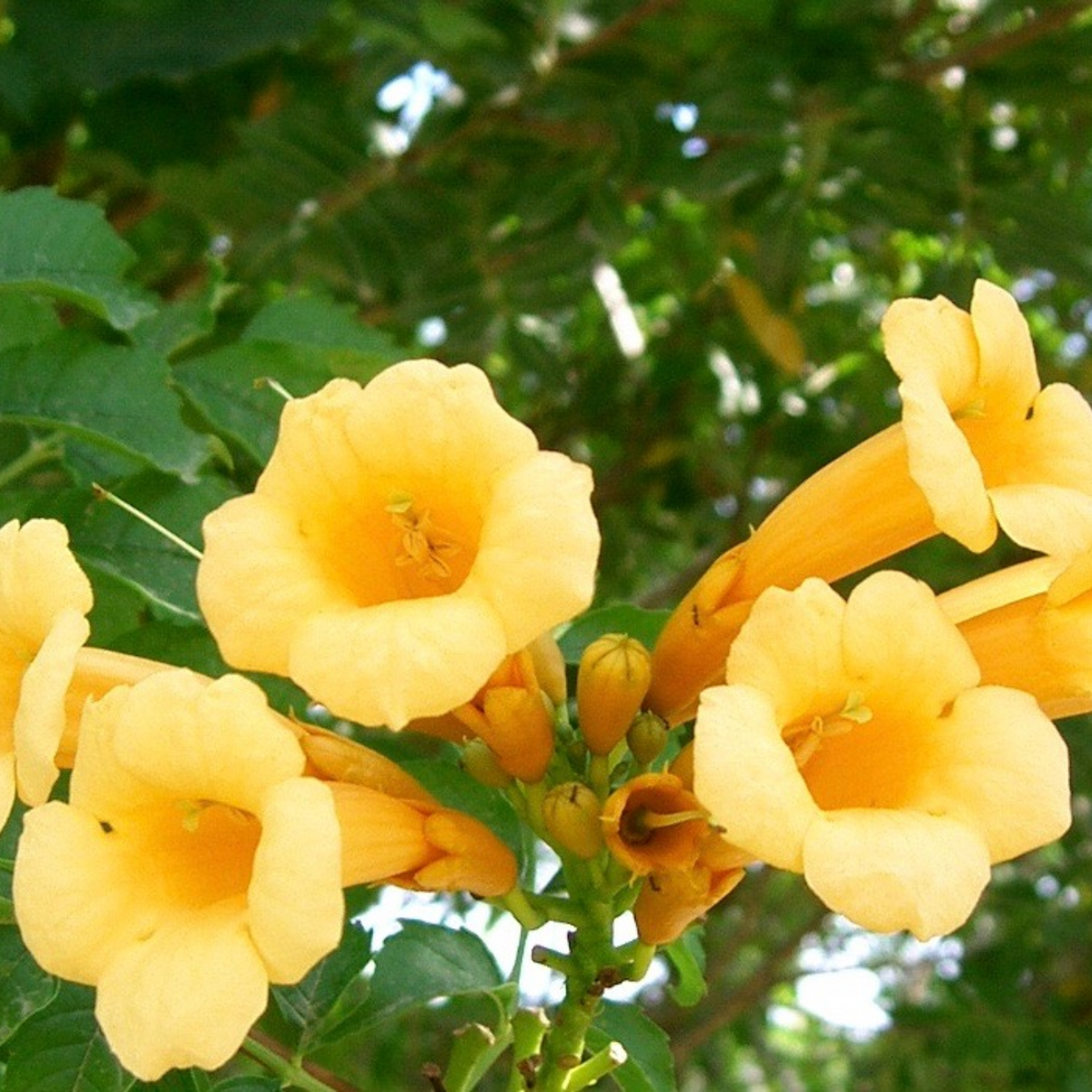 YELLOW TRUMPET VINE 2gal STAKED