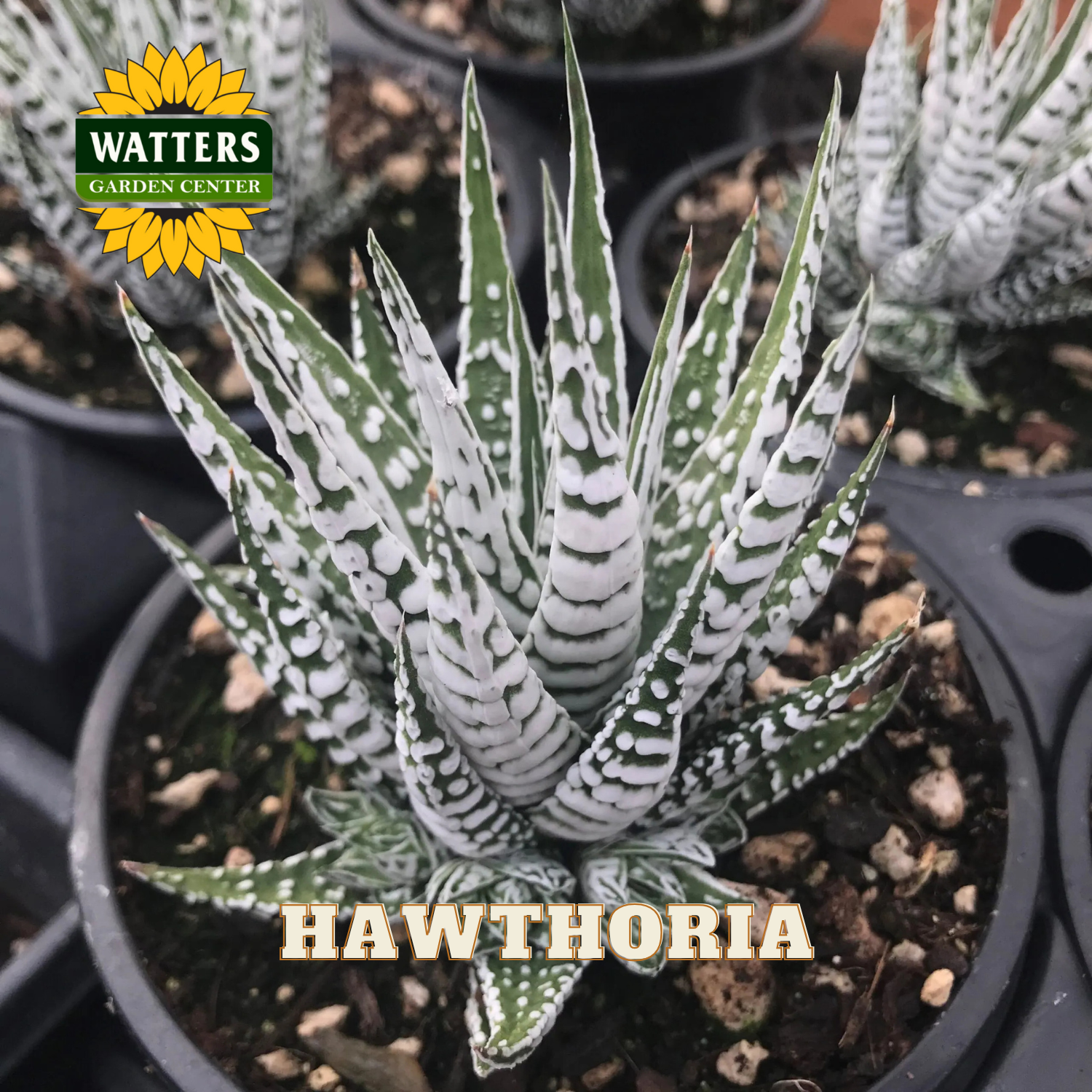 Potted hawthoria plant with Watters Garden Center logo