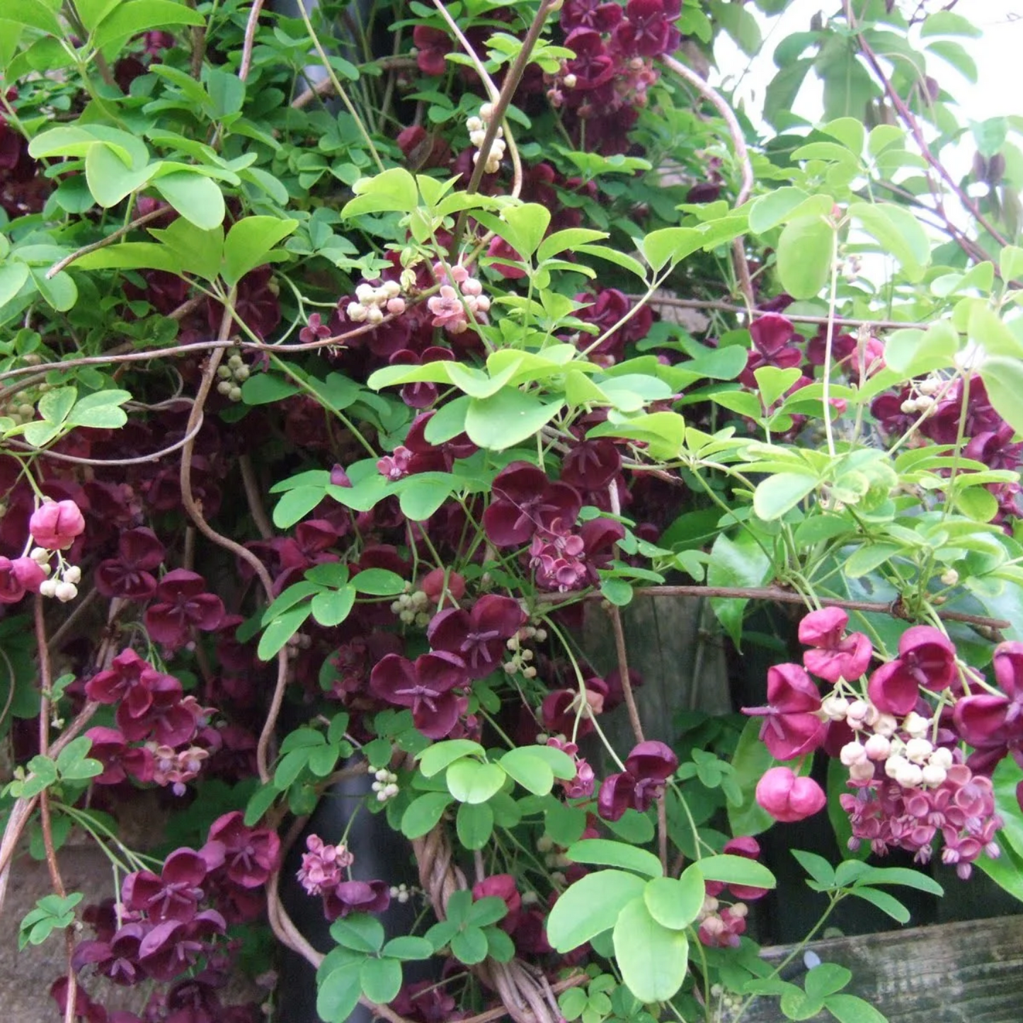 WHITE FLOWERING CHOCOLATE VINE AKEBIA 5gal STAKED