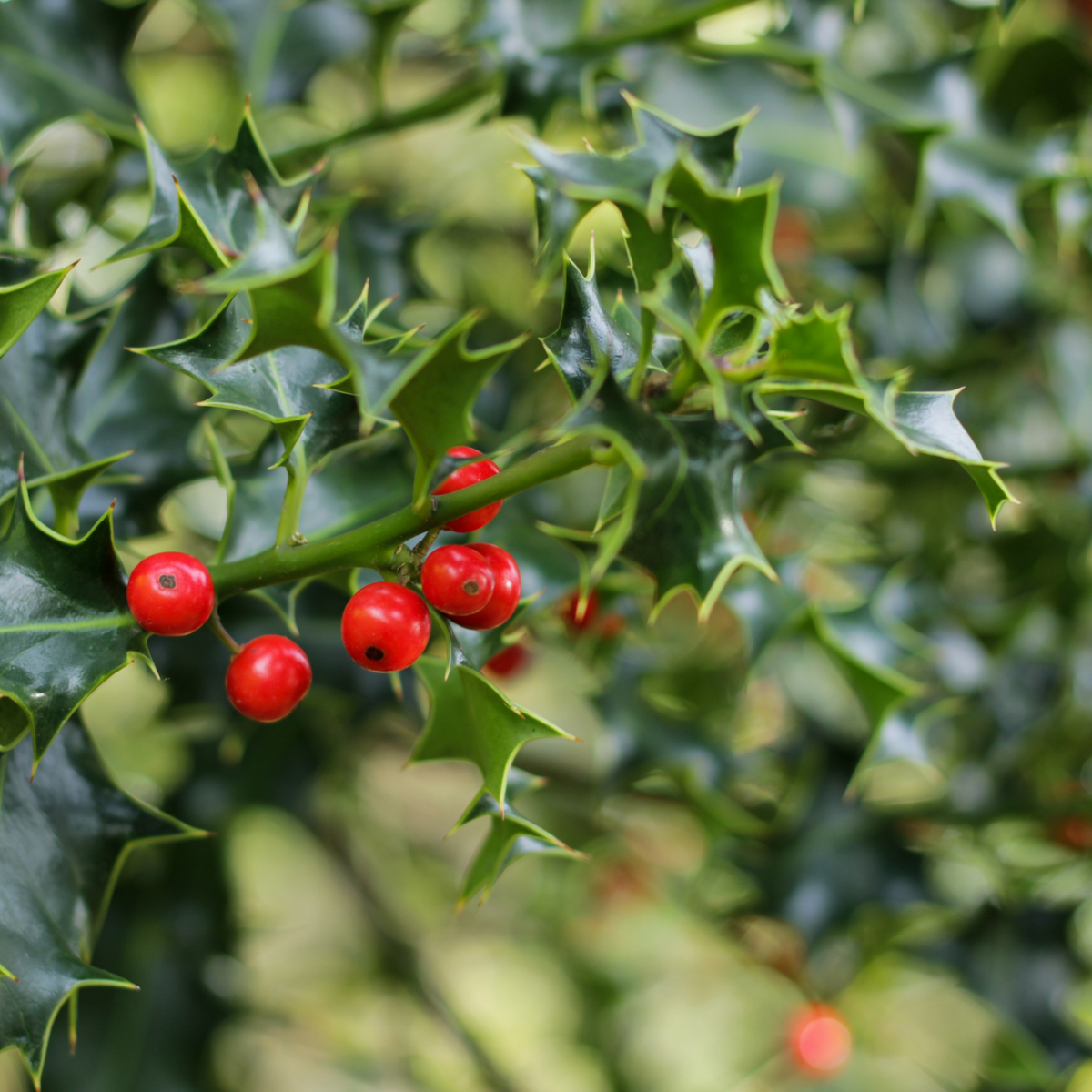 BERRI MAGIC HOLLY 2gal