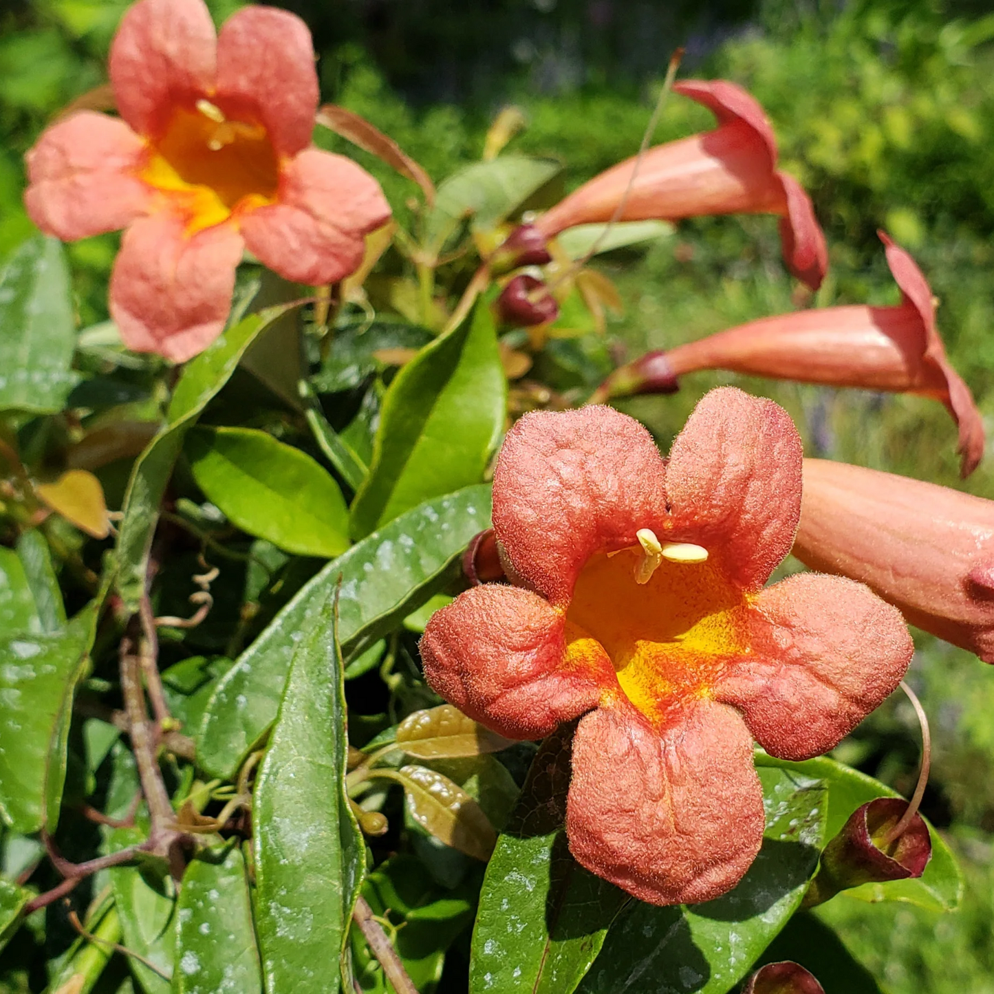 TANGERINE BEAUTY CROSSVINE 5gal