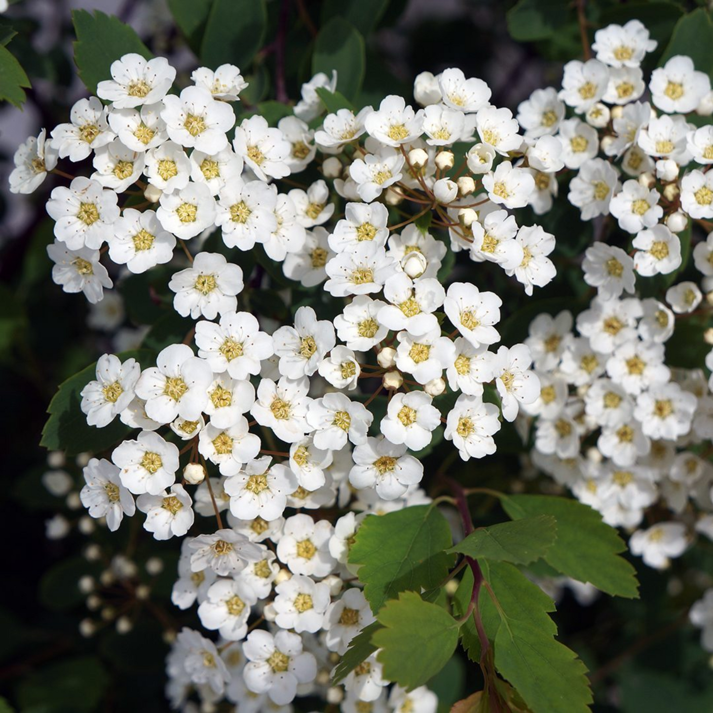 RENAISSANCE BRIDALWREATH SPIRAEA 2gal