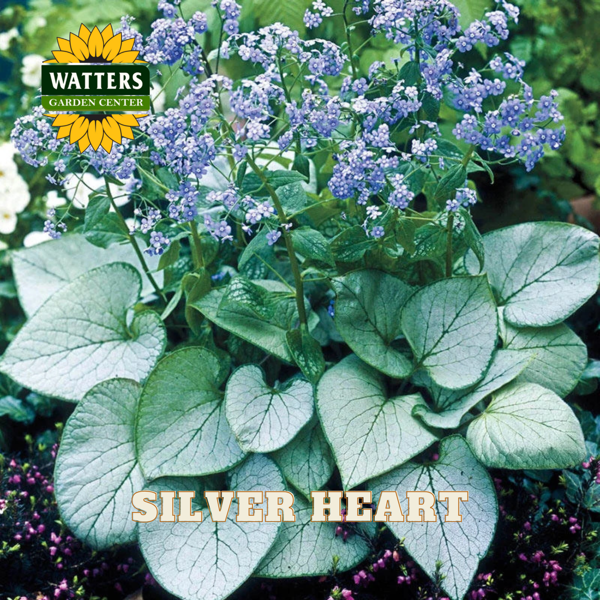 Plant with silver leaves and purple flowers labeled 'Silver Heart' by Watters Garden Center.