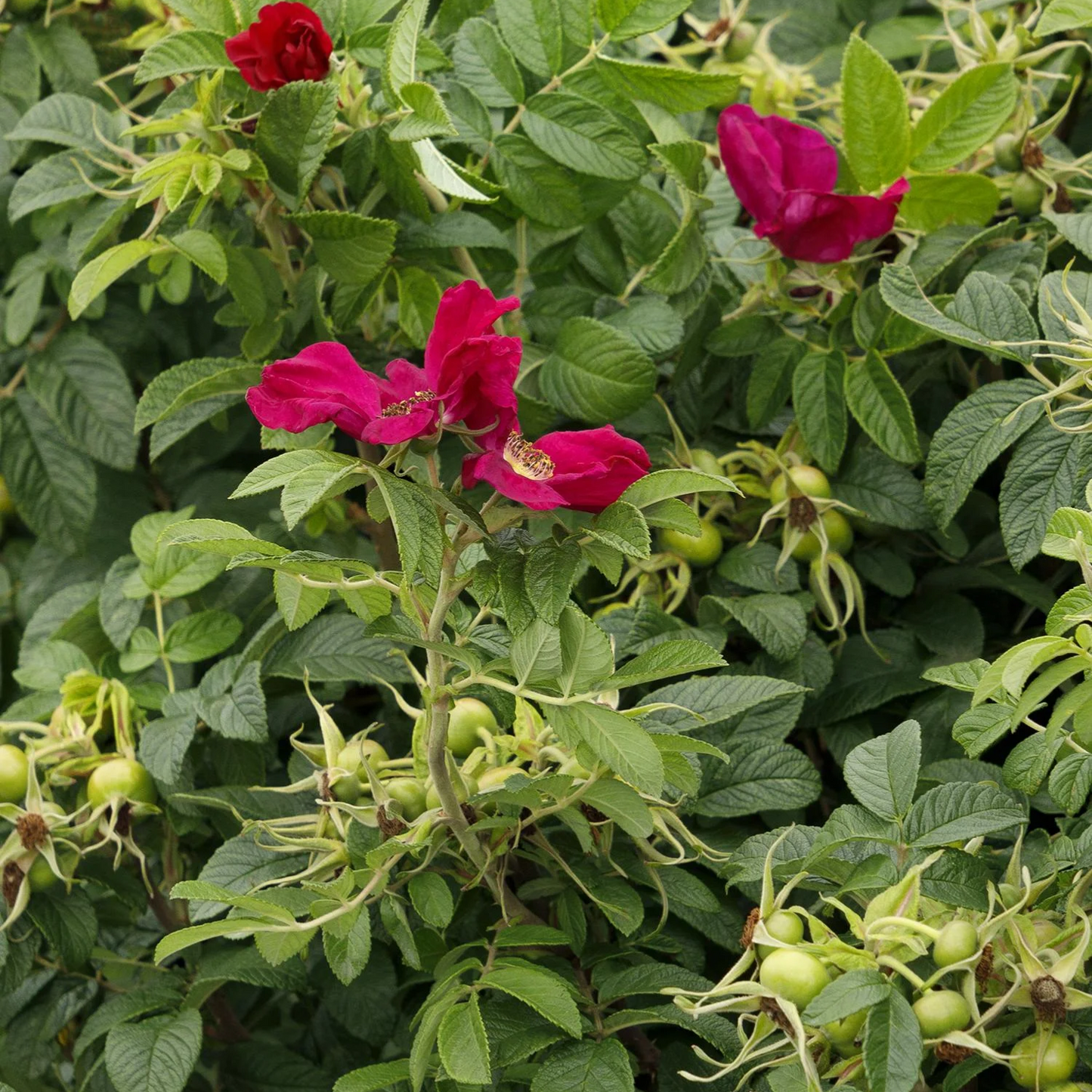 RUGOSA SEASIDE SWIRL RED ROSE 2gal