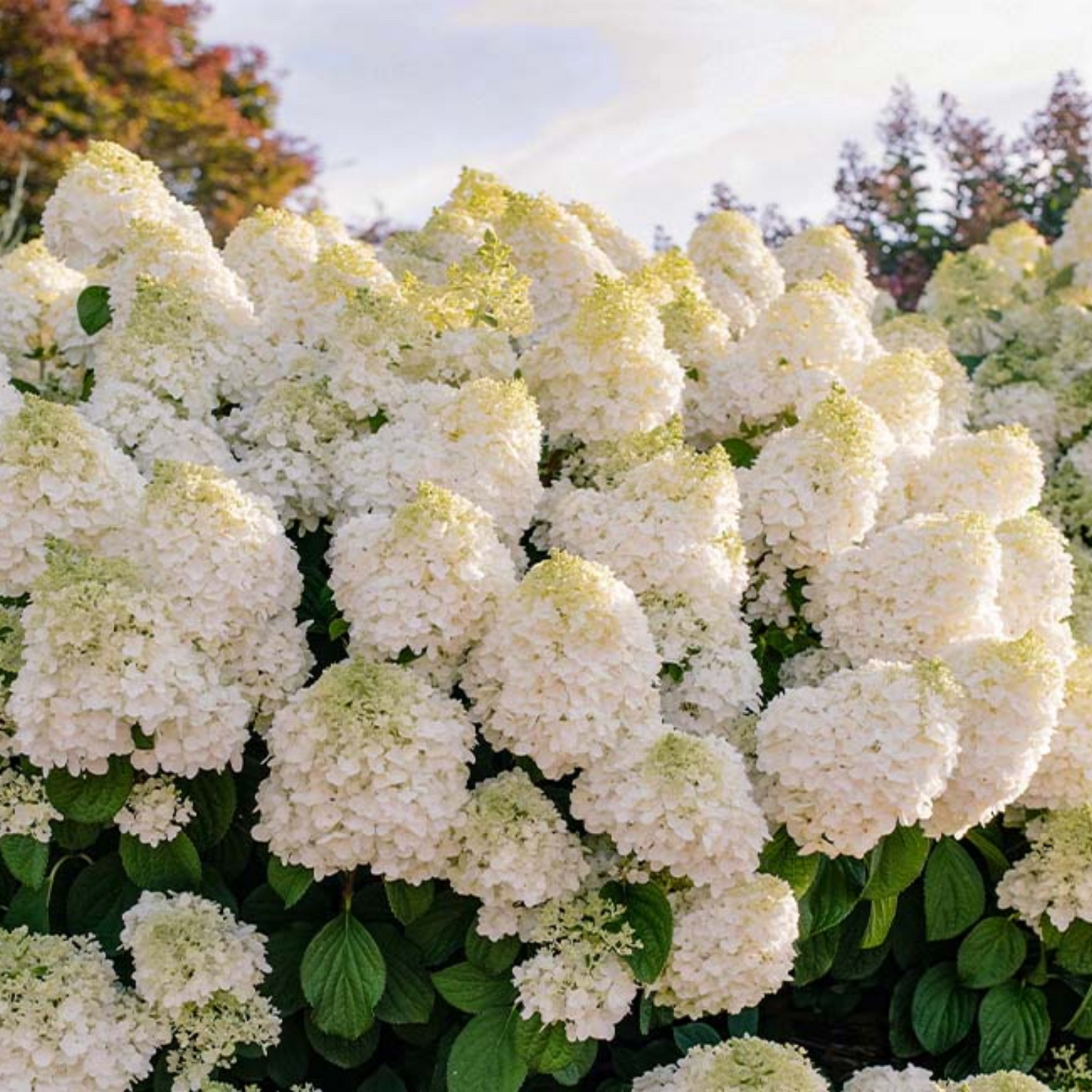 LITTLE HOTTIE HYDRANGEA 2gal