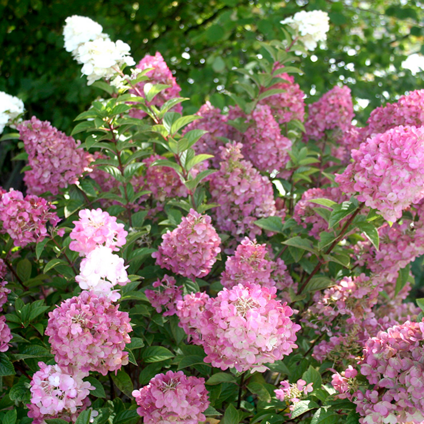 STRAWBERRY SUNDAE HYDRANGEA 2gal