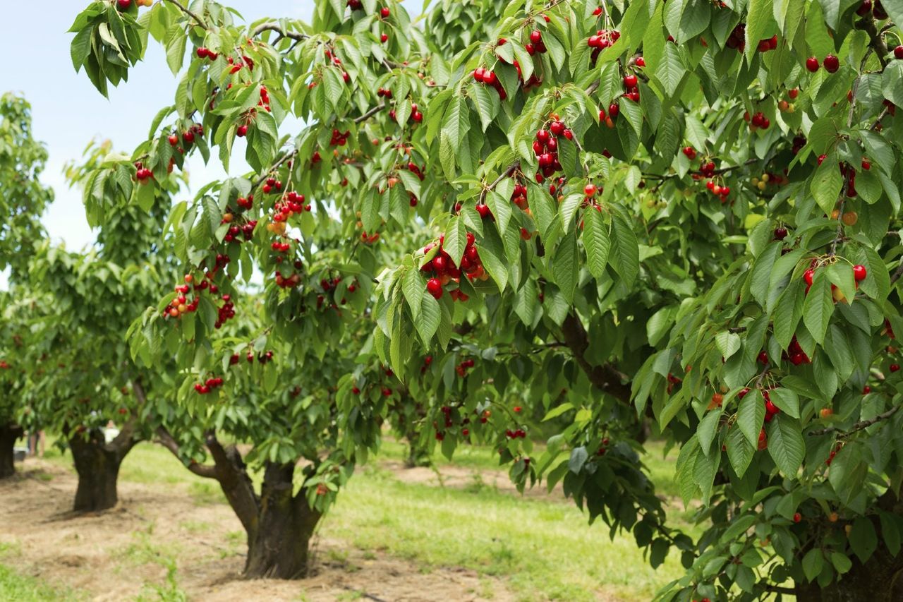 STELLA CHERRY TREE 7gal