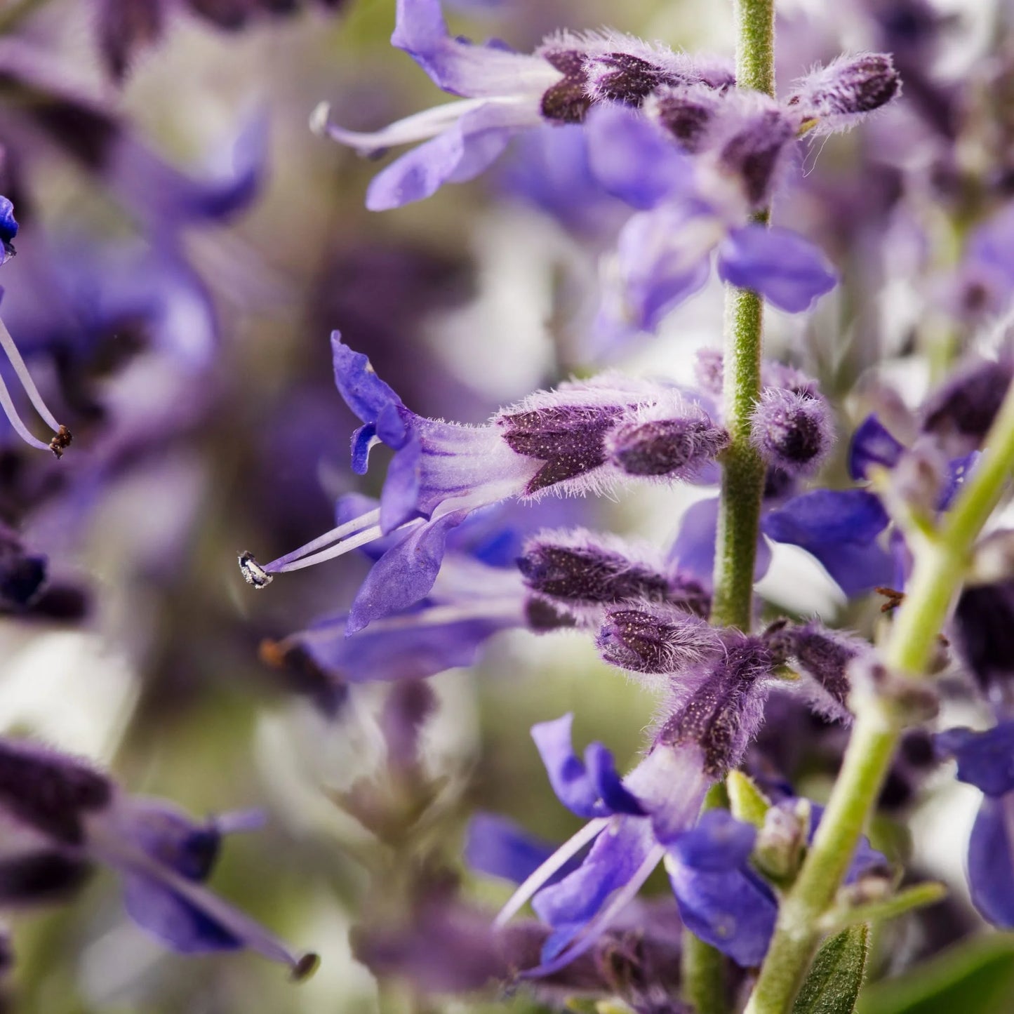 ZEPHYR COMPACT BLUE RUSSIAN SAGE 1gal