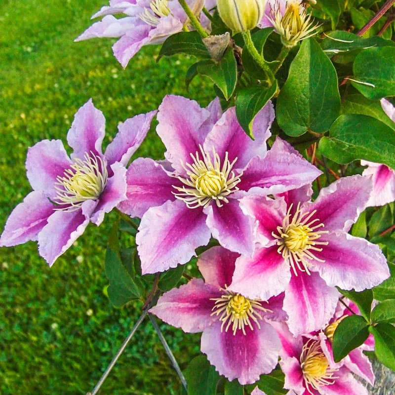 PIILU CLEMATIS 2gal