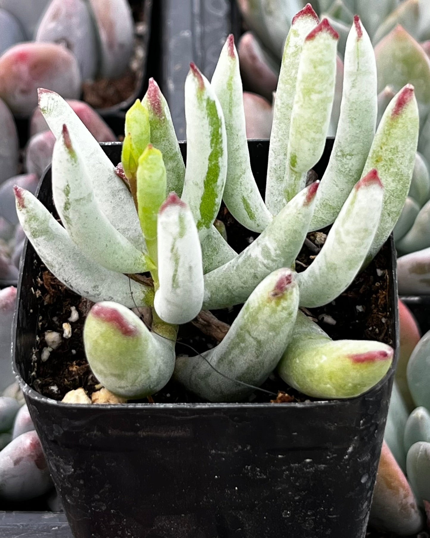 White Sprite Cotyledon