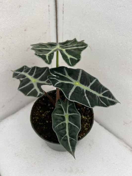 ALOCASIA  AFRICAN MASK 6 IN.