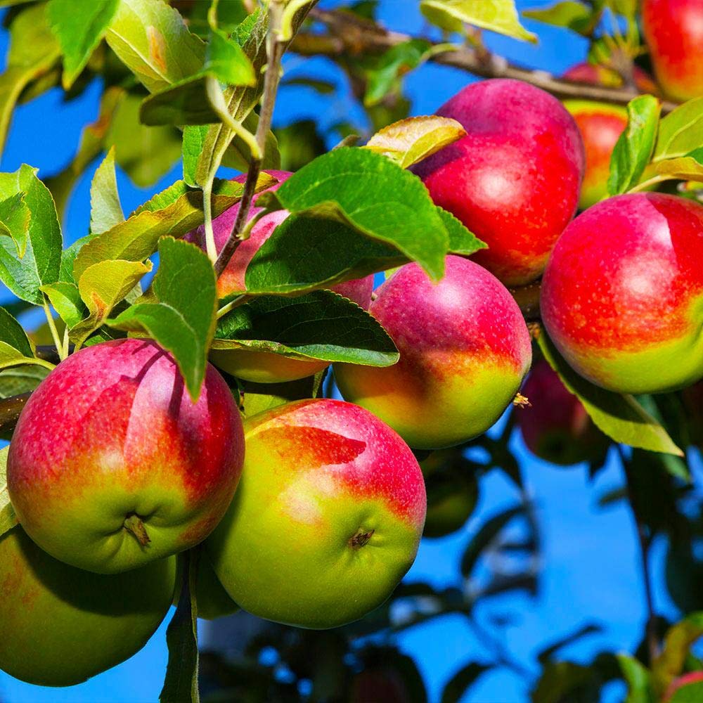 MCINTOSH APPLE TREE 5gal