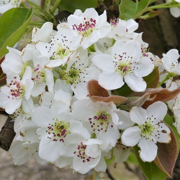 SHINSEIKI ASIAN PEAR 5gal
