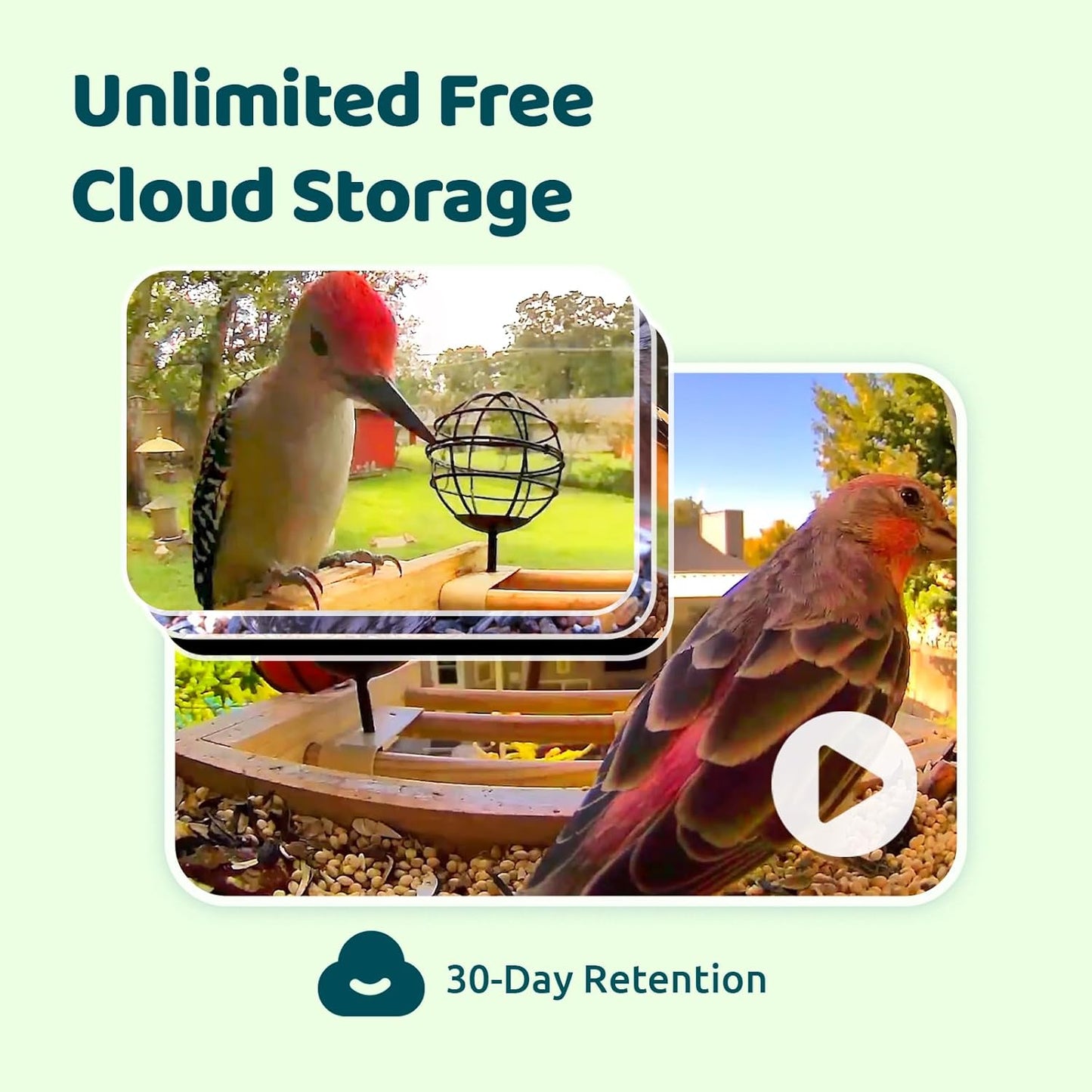 Mini Bamboo AI Bird Feeder with Cam & Solar Power