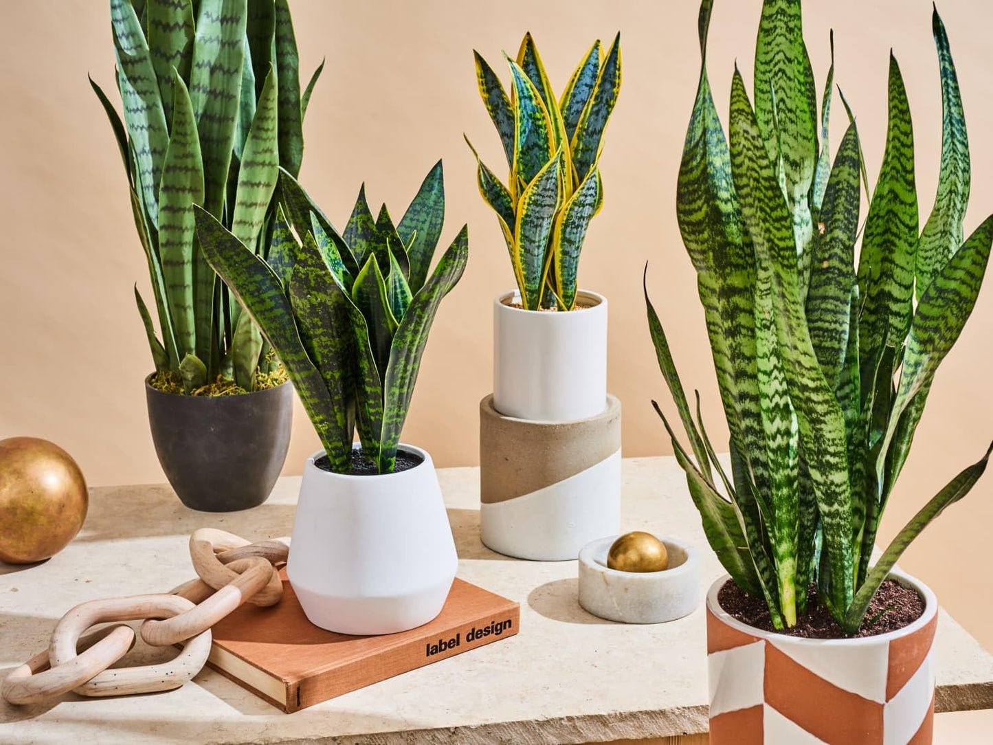 SNAKE PLANT SANSEVIERIA 8in
