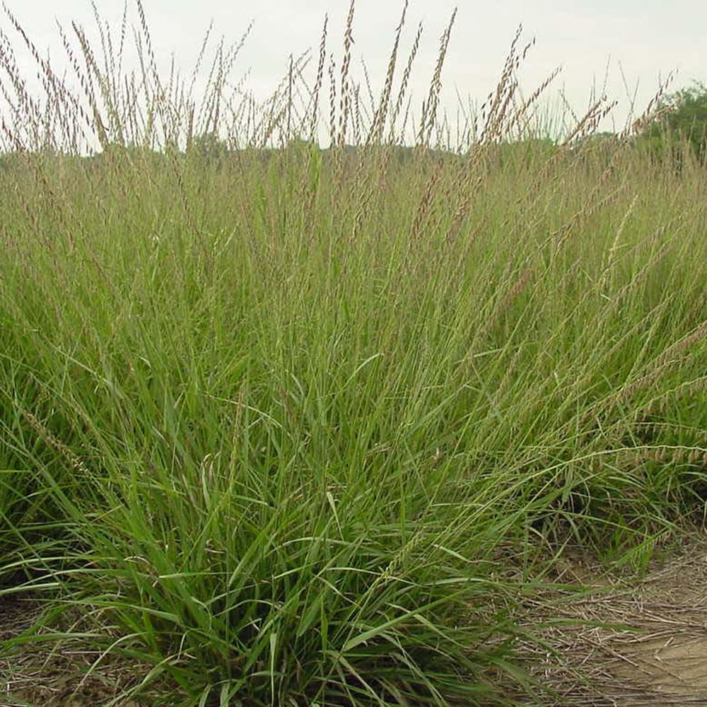 NATIVE REVEGETATION GRASS SEED