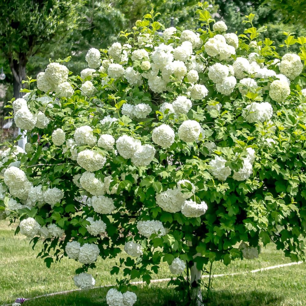 SNOWBALL VIBURNUM 2gal