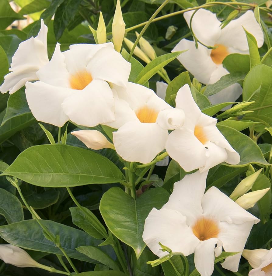 MADINIA WHITE MANDEVILLA LITTLE ONE