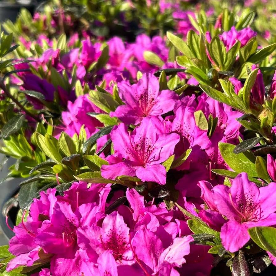 Karen Azalea (AZALEA KAREN) - 3 gallon 15"