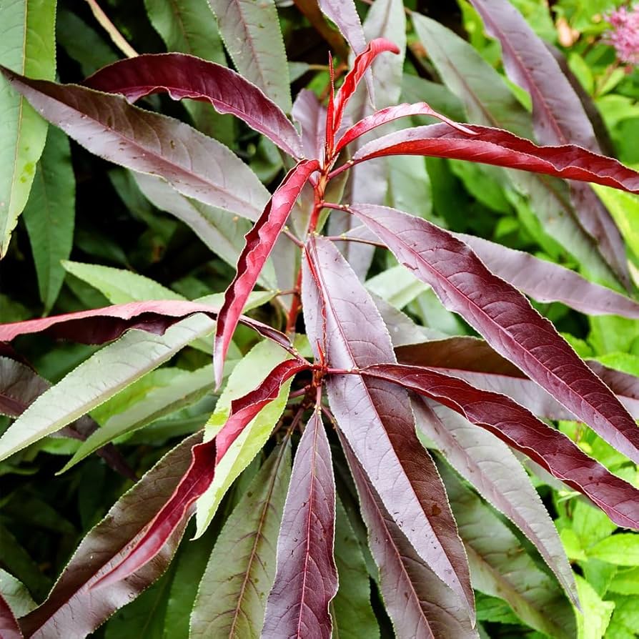 RED BONFIRE PEACH 10gal