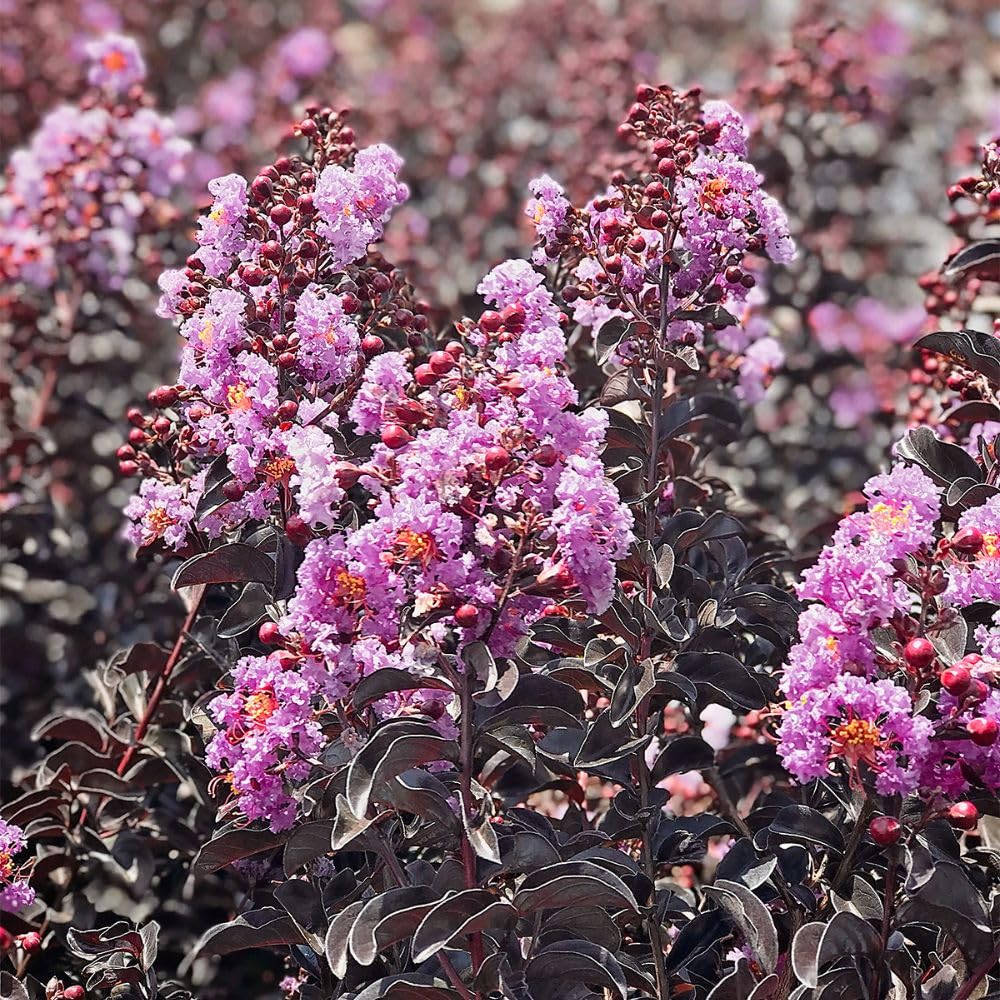 PURELY PURPLE CRAPE MYRTLE 2gal