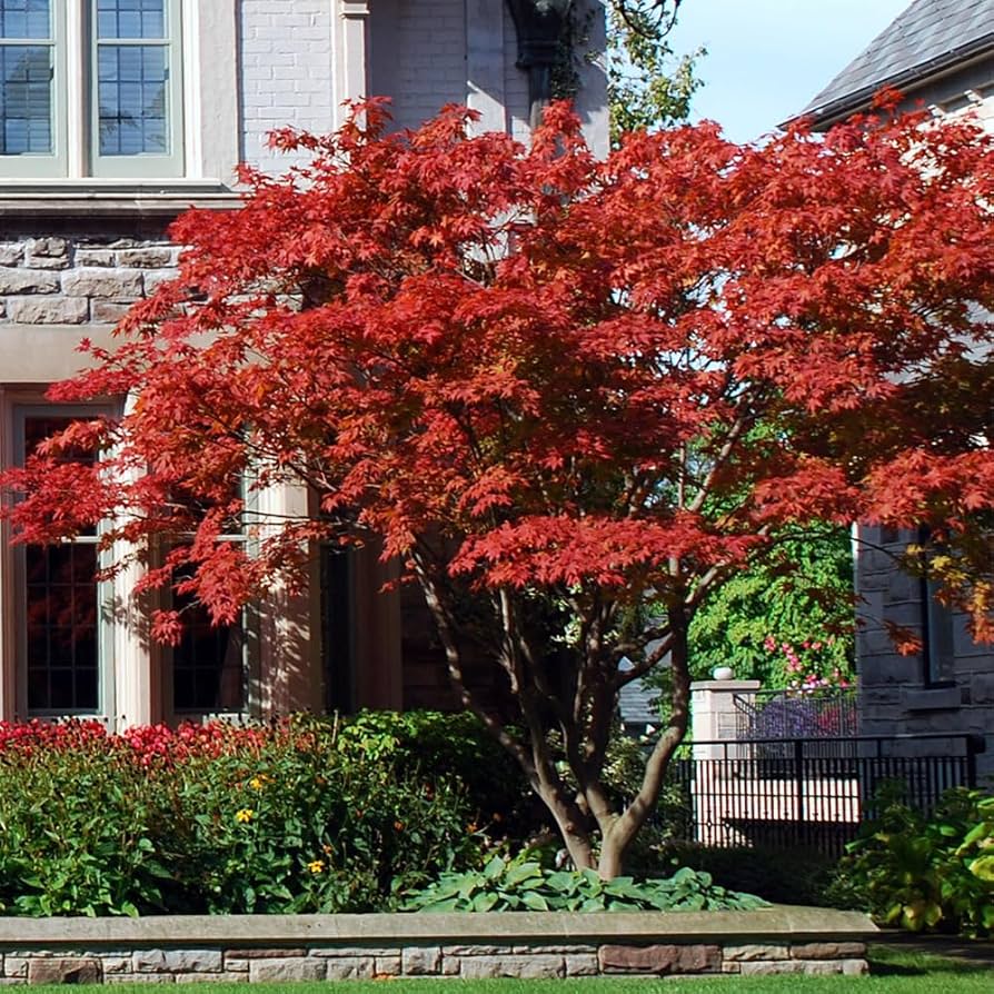 EMPEROR JAPANESE MAPLE 10gal