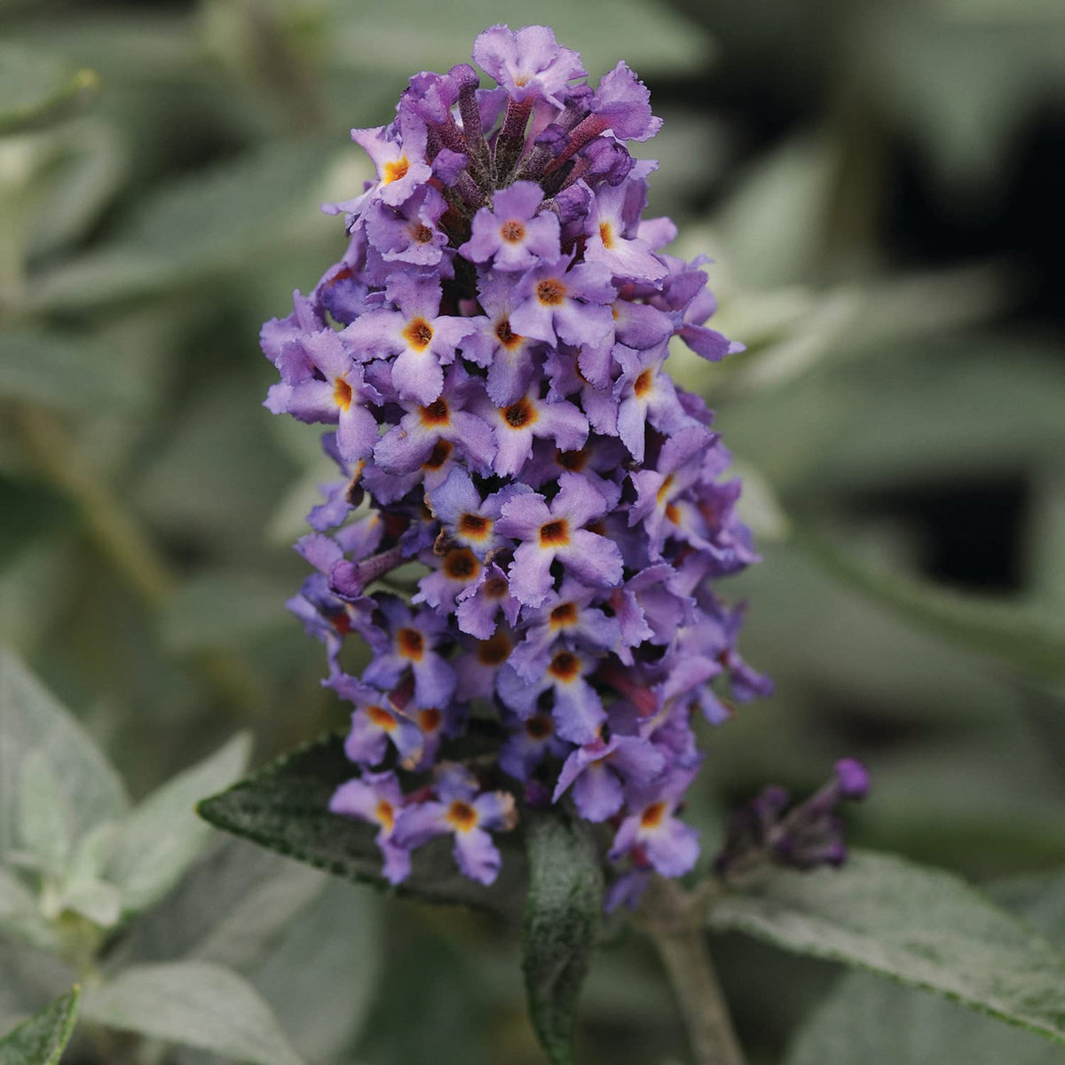 FLUTTERFLY PETITE BLUE HEAVEN BUTTERFLY BUSH 2gal