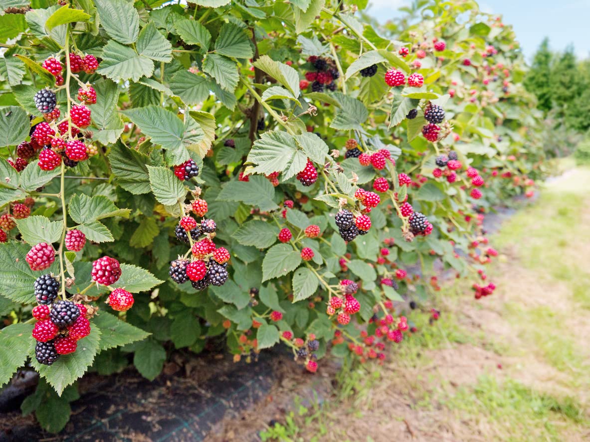 COLUMBIA STAR THORNLESS BLACKBERRY 1gal