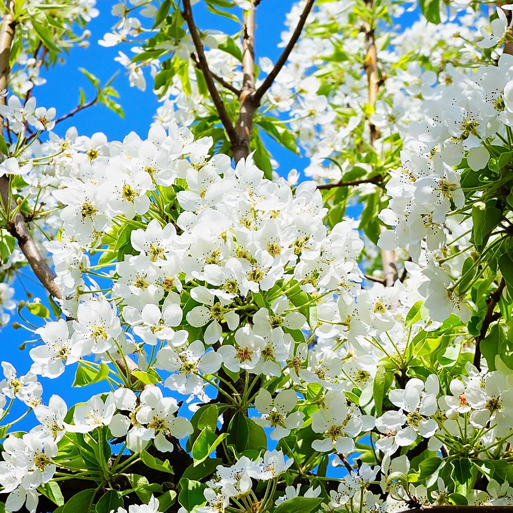 ANJOU PEAR TREE 7gal