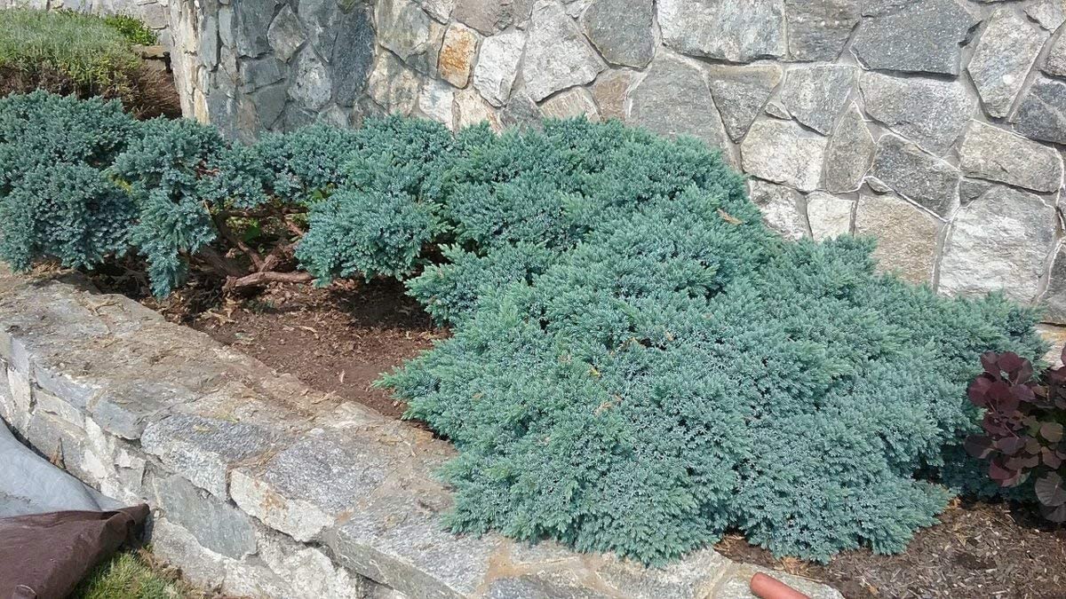 BLUE STAR JUNIPER 3gal