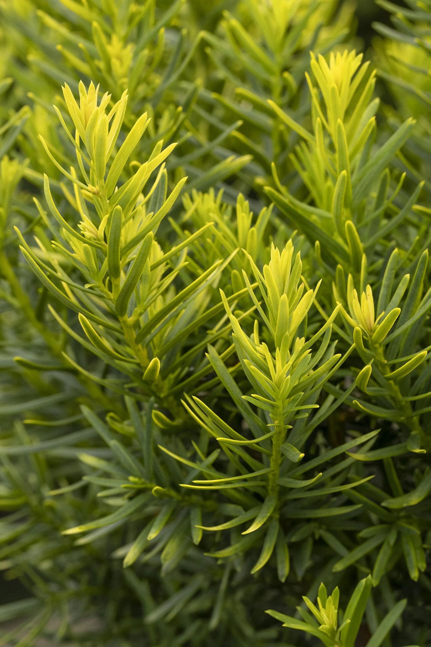DENSE SPREADING YEW 2gal
