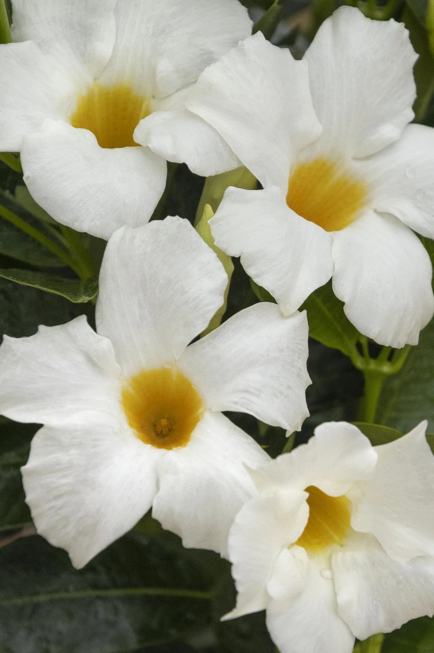 SUN PARASOL WHITE MANDEVILLA 2gal