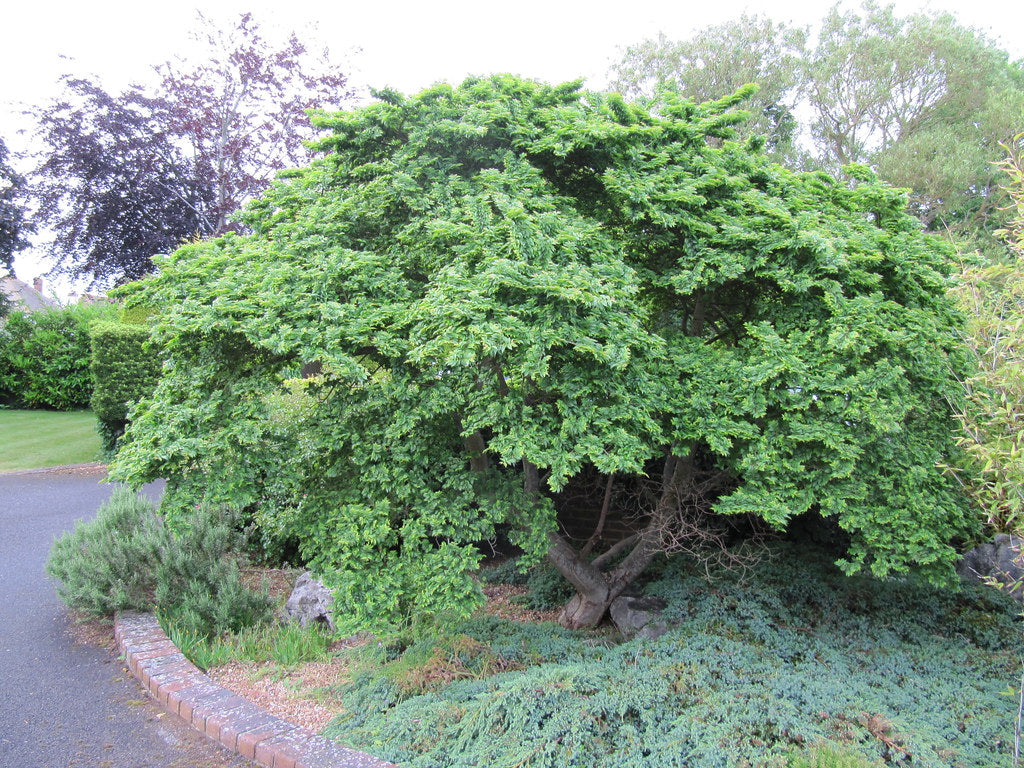 JACQUELINE HILLIER ELM 3gal
