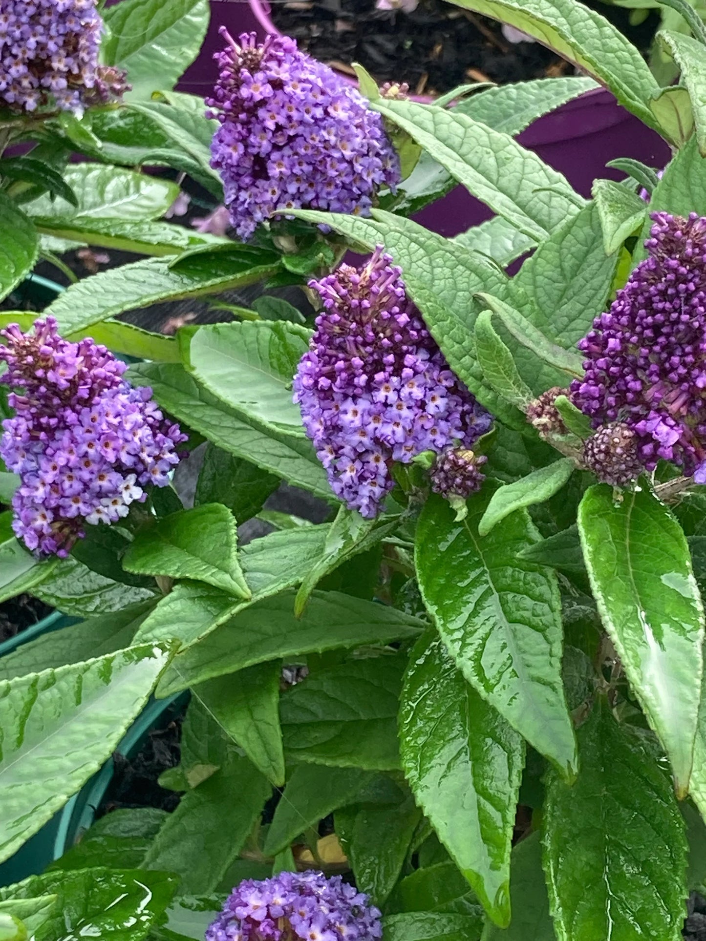 LITTLE ROCKSTARS PURPLE BUTTERFLY BUSH 1gal