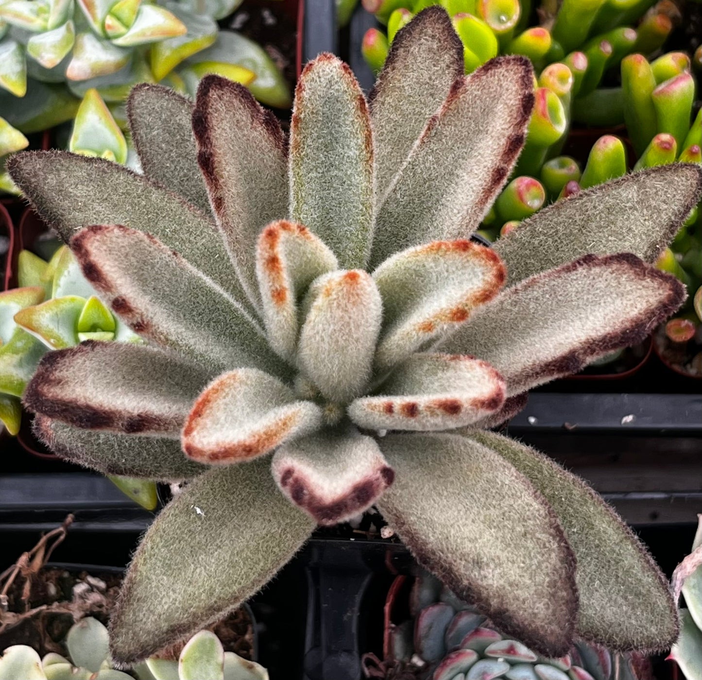 Chocolate Soldier Kalanchoe