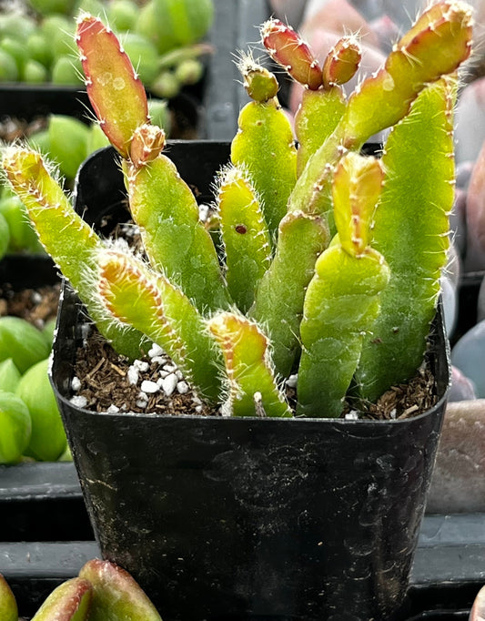 Cascading Jungle Cactus Rhipsalis Cereoides