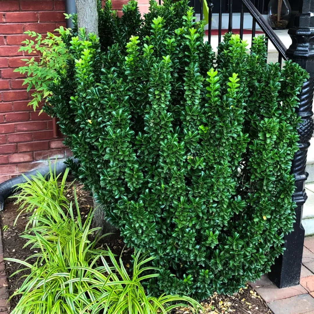 GREEN SPIRE EUONYMUS 2gal